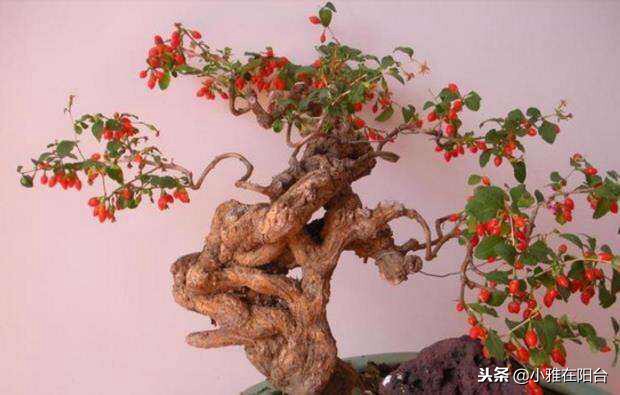 好养能结果的小盆栽,适合从种子开始养的盆栽