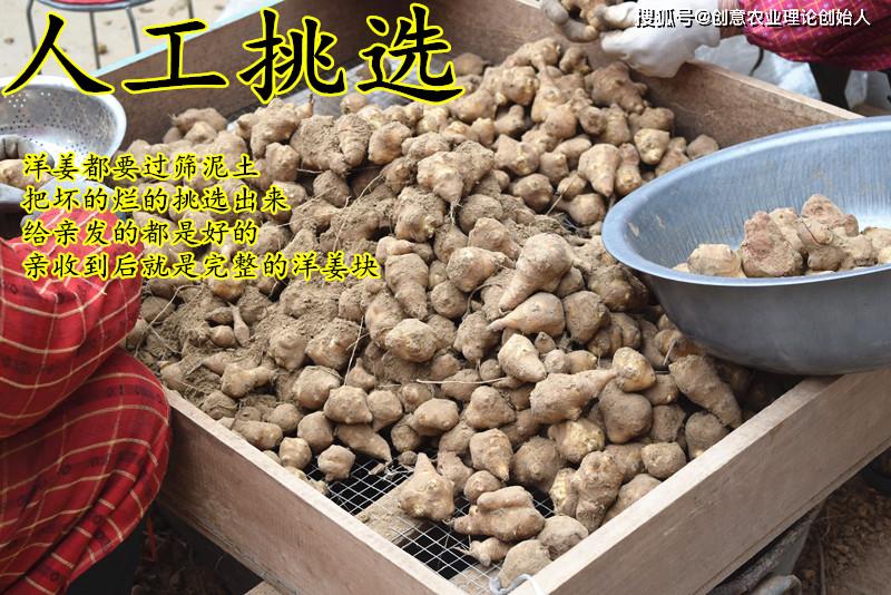 盆栽洋姜的方法,家庭种洋姜的正确方法