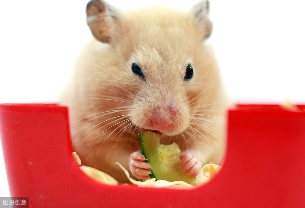 口袋宠物仓鼠的图片,仓鼠放口袋里上飞机