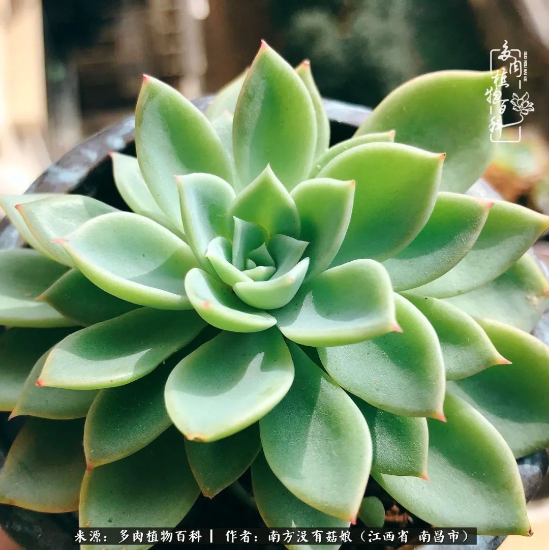 既见云胡不喜,既见君子云胡不喜毛笔楷书