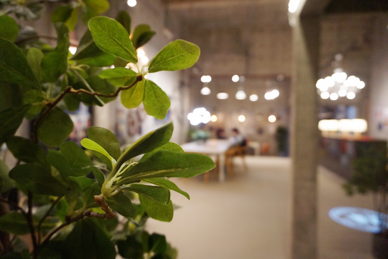 厦门独内唯一的平价出租别墅