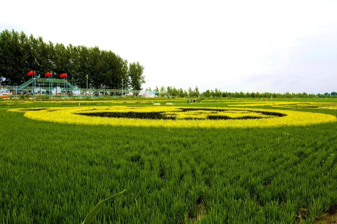 津门网金熙男:最美的稻田