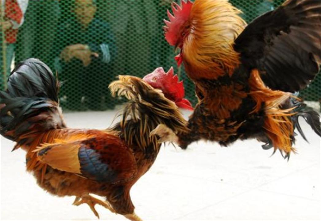 大公鸡可是蜈蚣的克星,大公鸡为什么吃了蜈蚣就要啄人