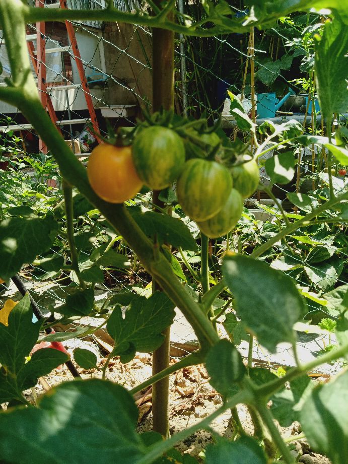樱桃番茄最好的颜色,樱桃番茄挑选
