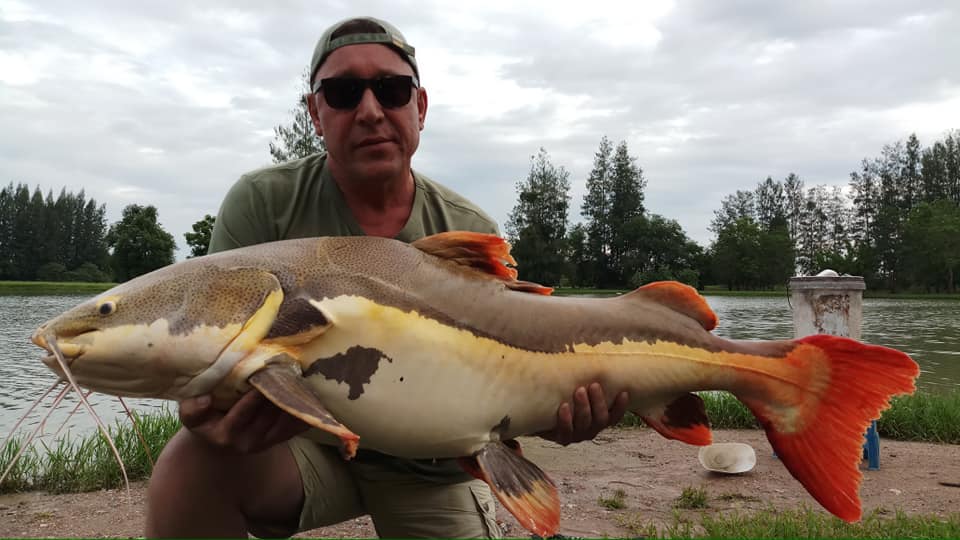 红尾鲶厉害吗,李大毛钓红尾鲶