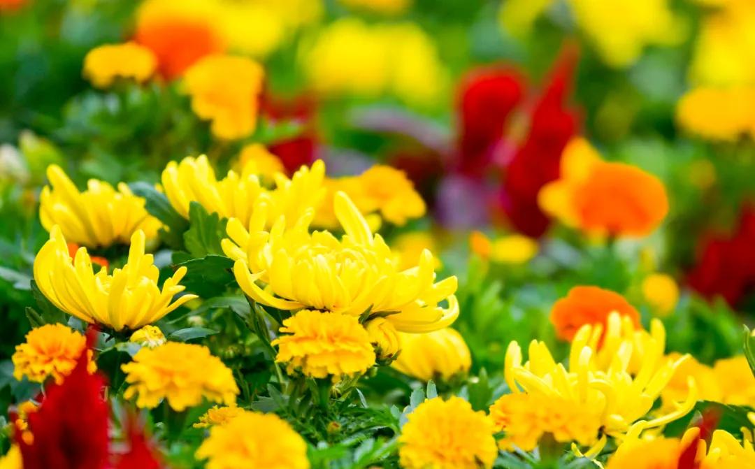 藏不住了！国庆苏州这片花海美哭了！大人小孩玩到不想走