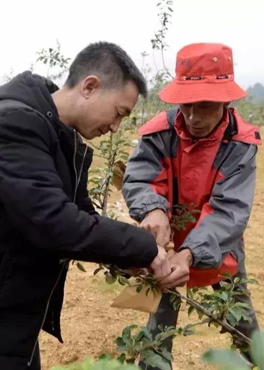 苹果套袋以后还打叶面肥吗,苹果套袋会降低甜吗
