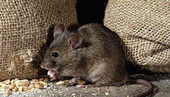 官仓鼠的作者曹邺怎么读,曹邺的官仓鼠表达了什么