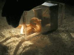 巨型大章鱼到底有多恐怖,世界上最恐怖的章鱼长什么样子