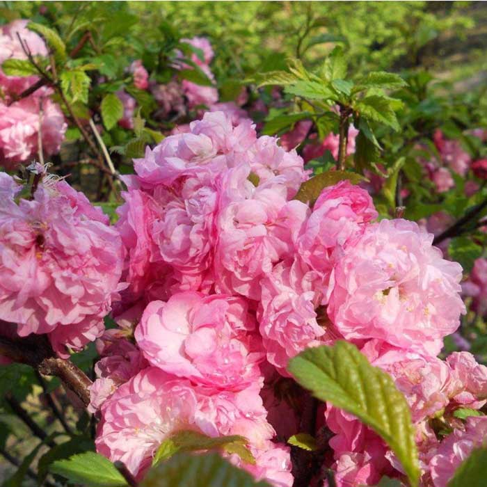 樱花季怎么能少得了专属樱花,四月开花的樱花有哪些