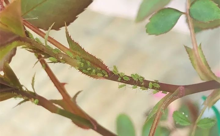 养花的虫害分类及防治,养花如何预防虫害视频教程