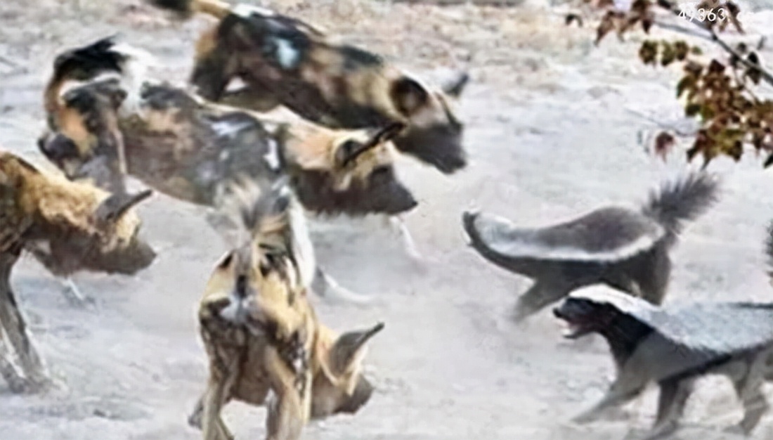 平头哥蜜獾哪个国家让养,为什么蜜獾被称为平头哥