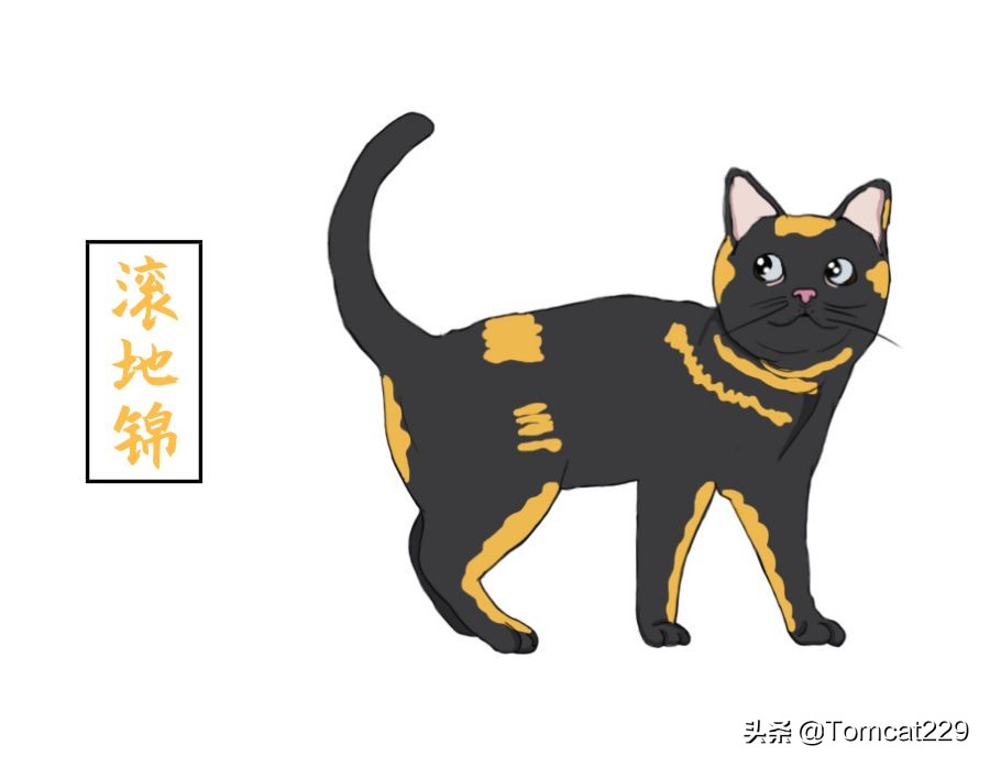 古代是如何给猫咪取名字的,古人给猫取名字
