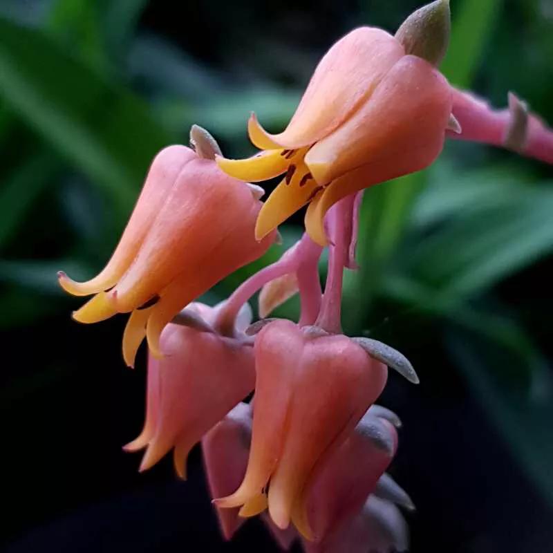 手拍世界,手拍世界作品专集