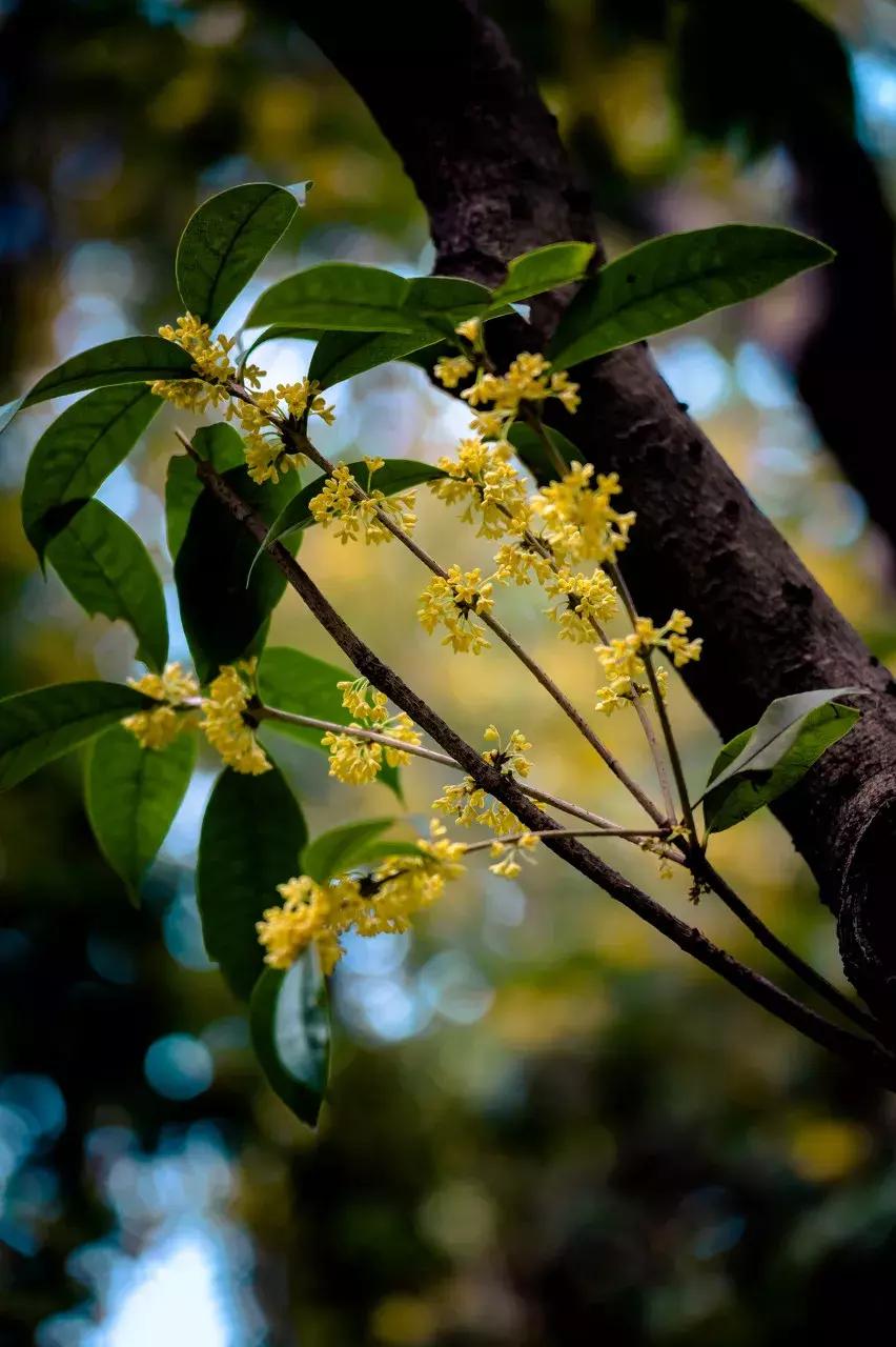 徐汇为什么叫徐汇,什么是静安