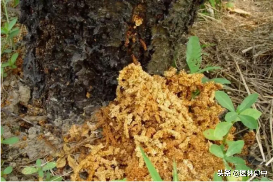 树底下掉一堆木屑是什么虫害,树从里面掉木屑怎么处理