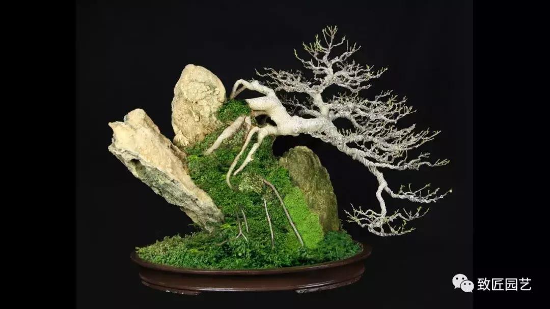 提根盆景造型大全大图,漂亮的提根盆景图片