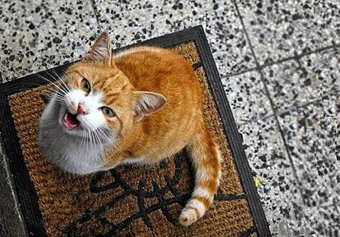 猫咪饮水是什么原因,猫咪饮水过多