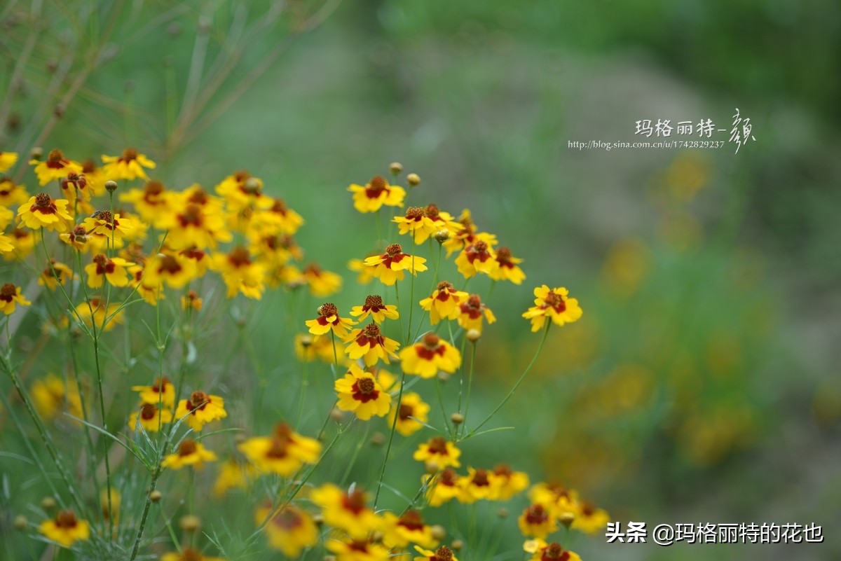 花园里四季常青的树,花园里四季都绿的植物