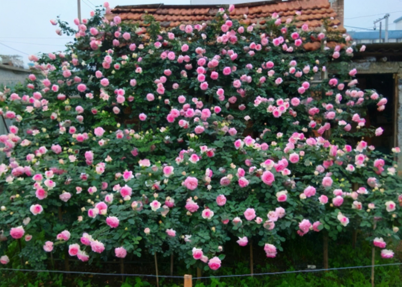 灏忛櫌钘ゆ湰鏈堝,钘ゆ湰鏈堝灏忛櫌
