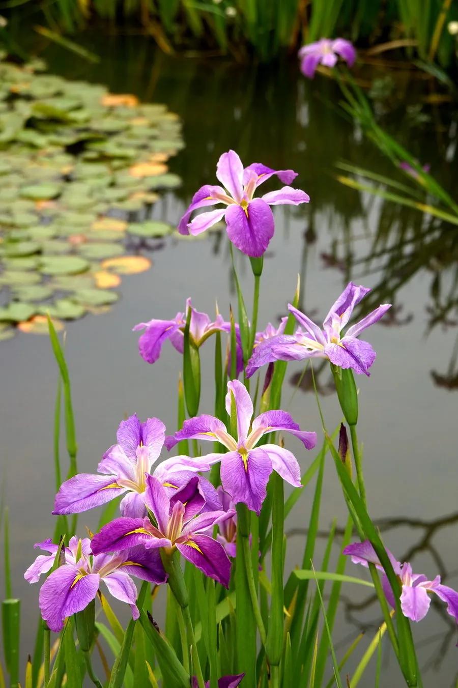 一年四季不死的十种花水养,最好养的3种花丢土里就能活