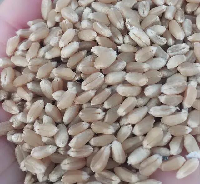 吞噬可恶的奶牛,对付谷牛最有效的办法