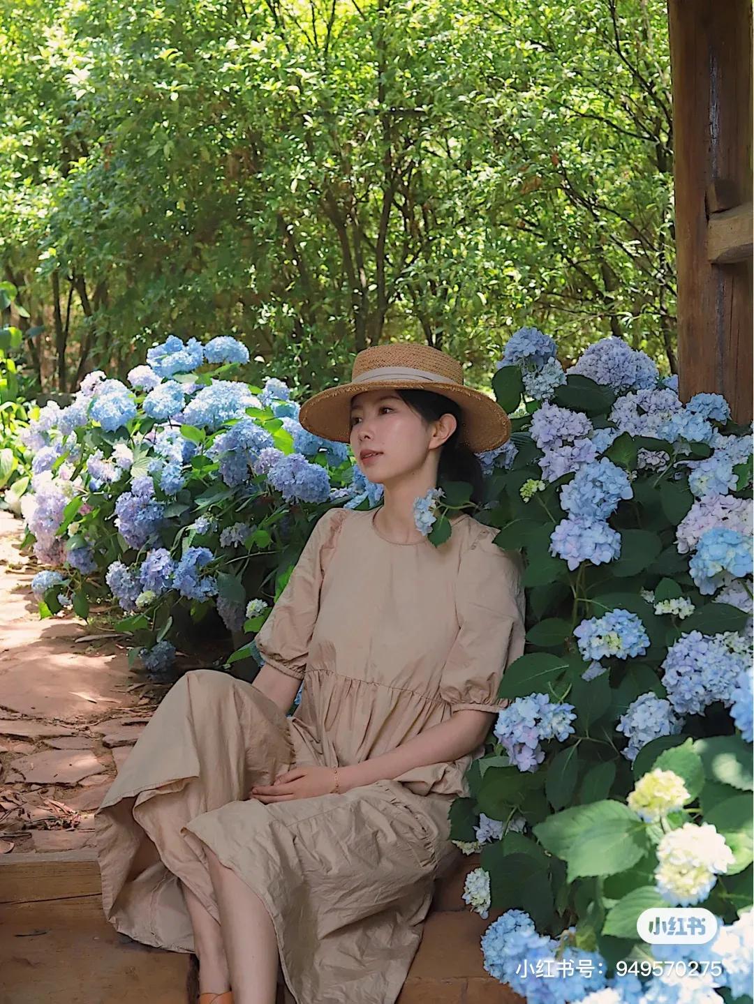 昆明绣球花推荐,昆明赏绣球花季节