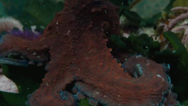 人鱼情未了在线阅读,人鱼情未了电视剧免费观看