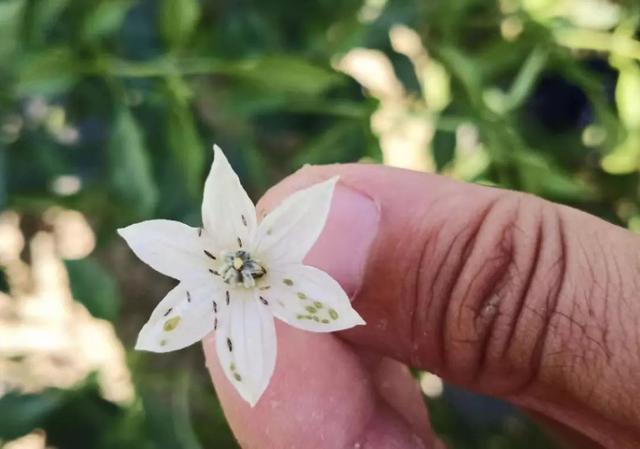 蔬菜上常见的虫害,蔬菜上的害虫小妙招