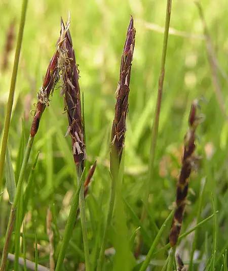 楼顶草坪花园设计效果图,草坪该如何养护管理