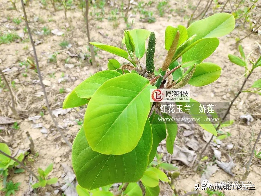 娇红一号玉兰真假识别,娇红一号玉兰和黄鸟玉兰区别