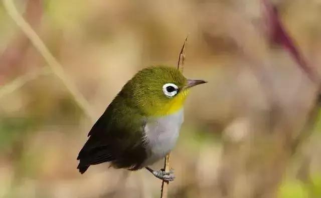 养绣眼技术大全,养绣眼的十大技巧