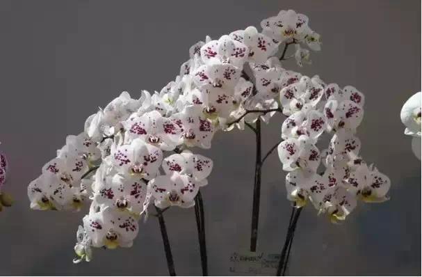 极品中的精品兰花,带你回忆天价兰花蕙兰篇