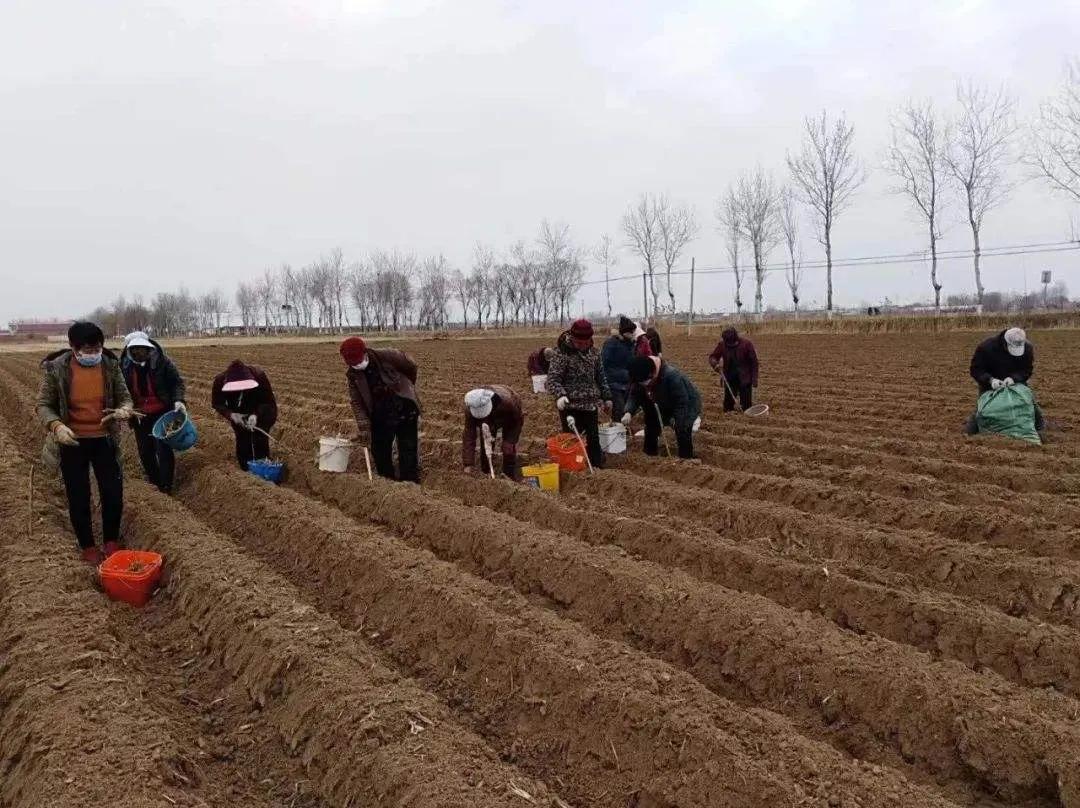 这*猪种**都不吃的野菜，原来是味调味品，可人工种植