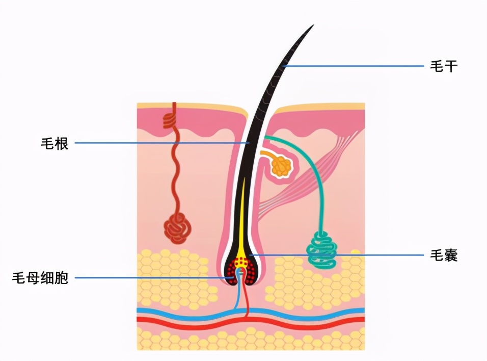 脱毛仪可以永久脱毛吗老爸评测,脱毛仪能不能永久性脱毛