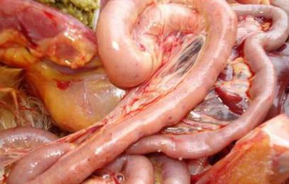 鸡大肠杆菌球虫混合感染,鸡霉菌性肠炎最佳治疗方法