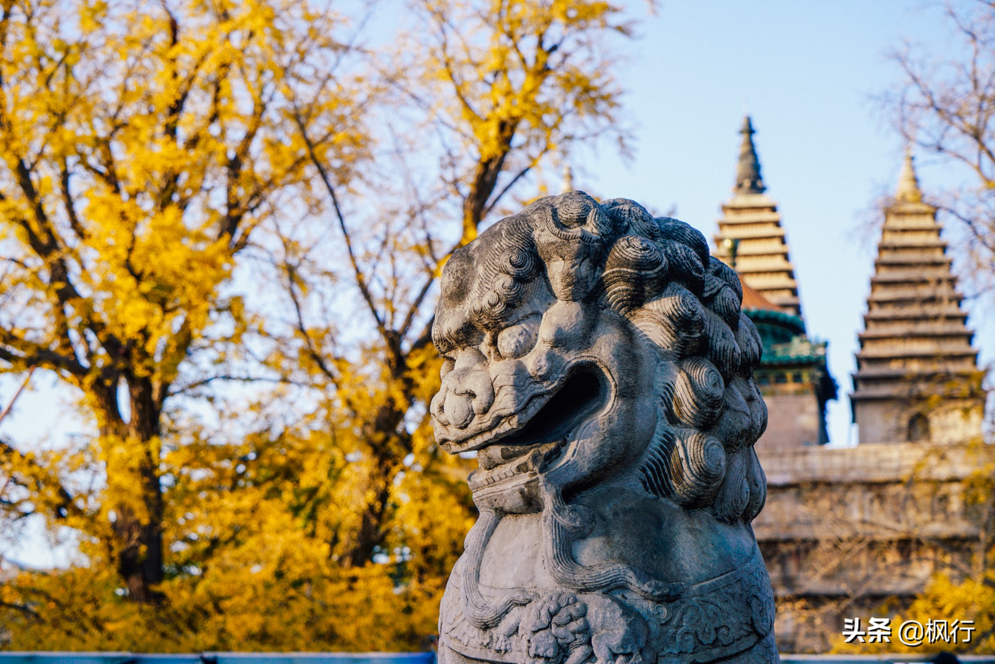 北京18个看银杏的好地方在哪,北京八大处看银杏攻略