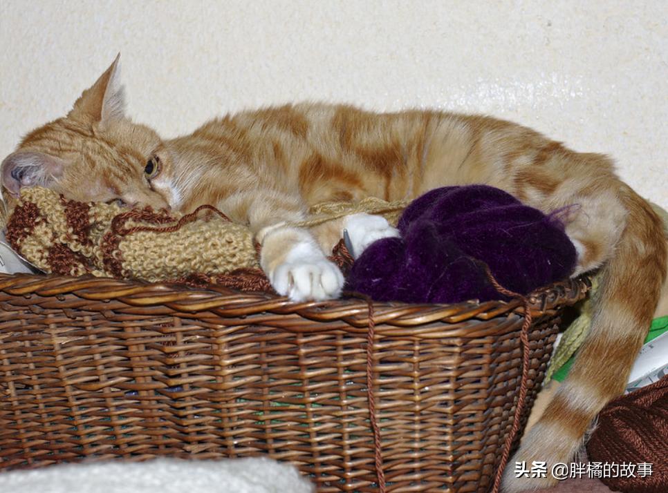 胆小的猫咪怎样撸猫,胆小的猫咪怎么社会化训练