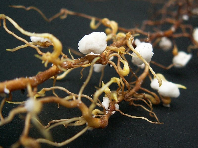 葡萄根瘤蚜,葡萄根瘤蚜主要以什么方式繁殖