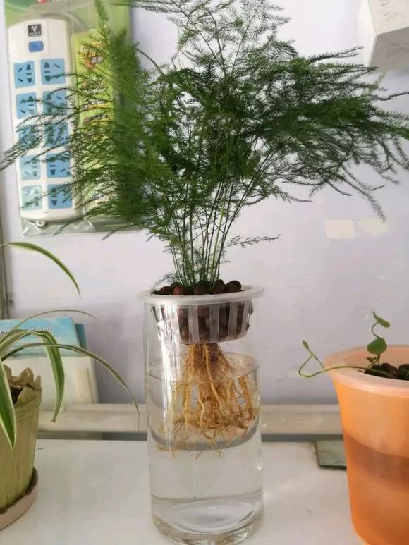 怎样让水培绿萝和吊兰长得快,绿萝吊兰水培后如何盆栽