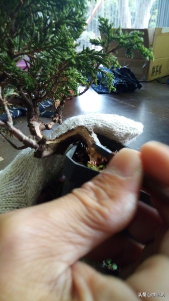 盆景老桩镂空舍利的制作,舍利盆景造型技艺图解