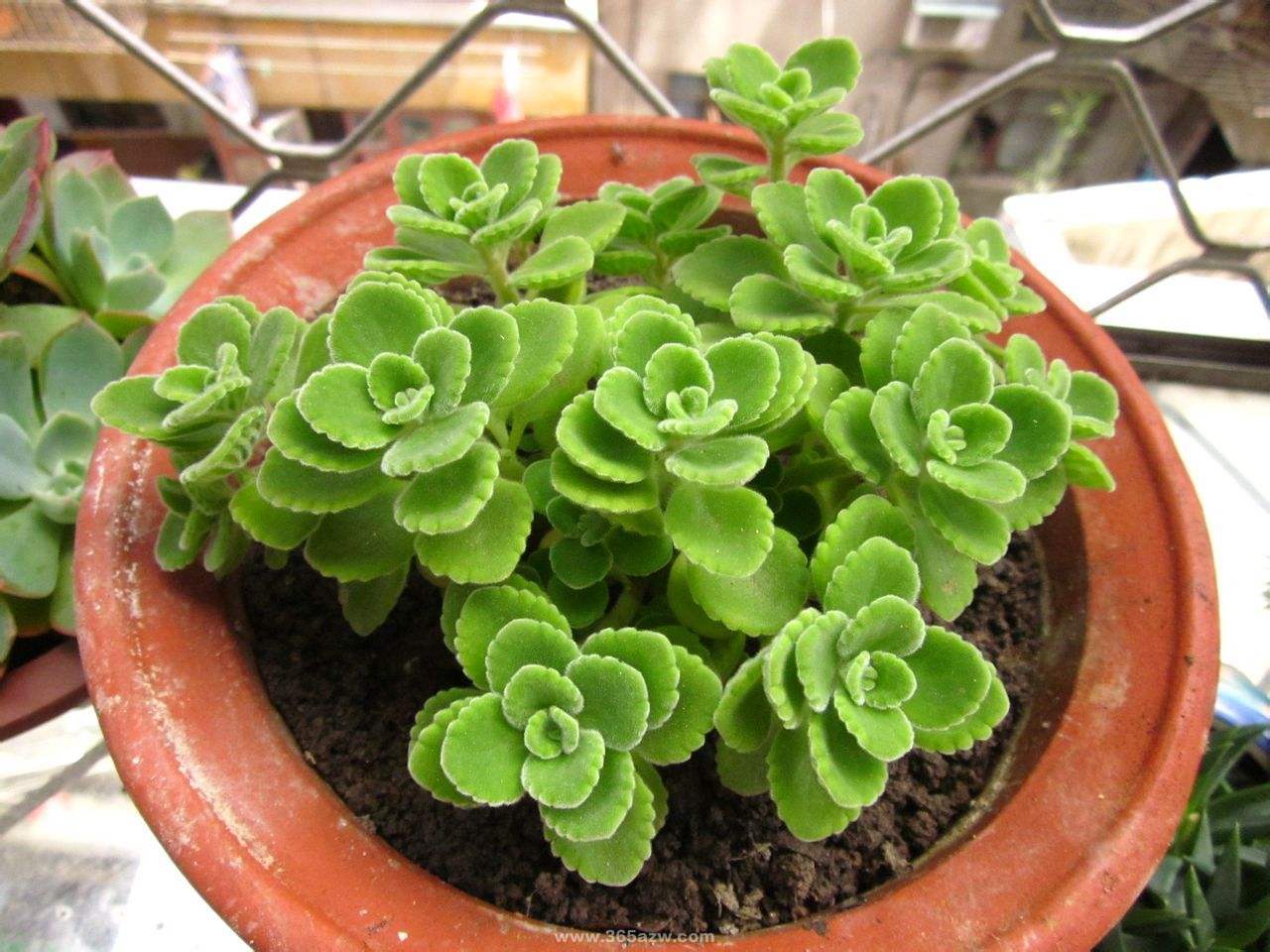 适合邻居养的十种花,养这7种花大人小孩都能养好