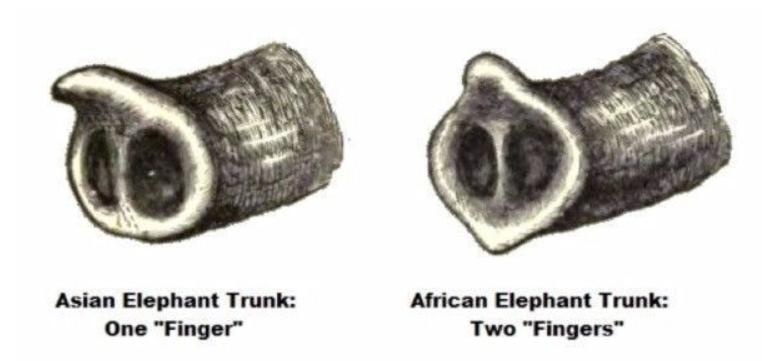 原来大象还有亚洲非洲之分，你是否知道这其中的区别