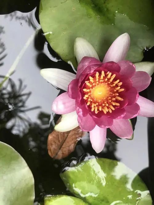 怎么让植物在水面上种植,什么植物可以种植在池塘里面