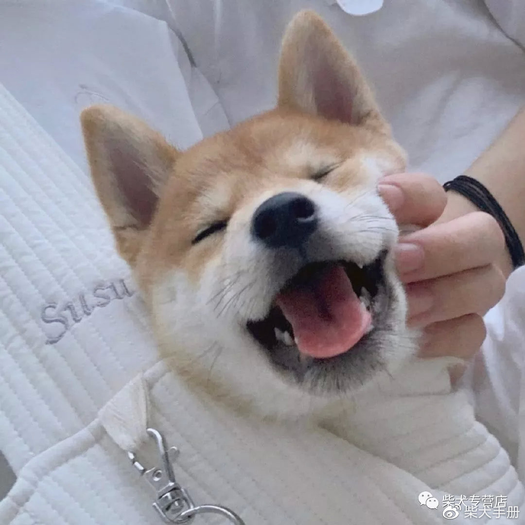 怎样分辨柴犬和土狗幼犬,怎么区分柴犬和串串