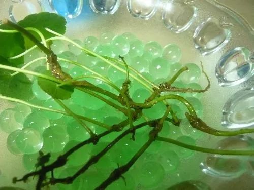 铜钱草爆盆的正确方法,如何让铜钱草快速爆盆