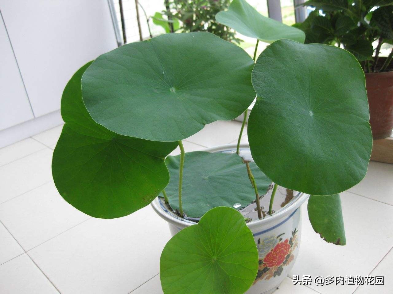 碗莲种下去多久开花,种碗莲种子当年能开花吗