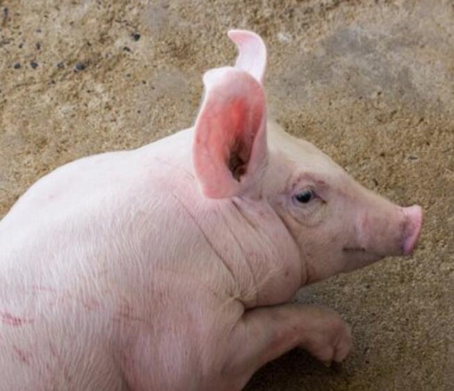 猪咳嗽气喘打什么针能彻底治疗,猪喘气厉害有点咳怎么调养