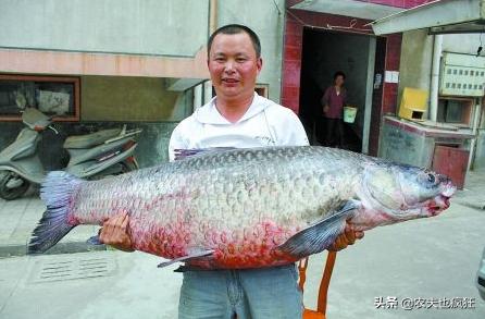 四大家鱼中的青鱼是食肉动物，为何渔民将它称为“秀才青鱼”？