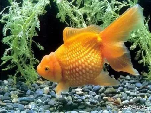 最理想的适合新手养殖的金鱼品种,有哪些特别适合新手养的金鱼品种